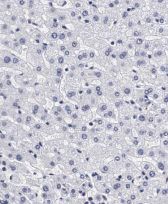 Otx2 Antibody - BSA Free