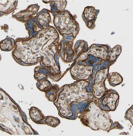 TACE/ADAM17 Antibody