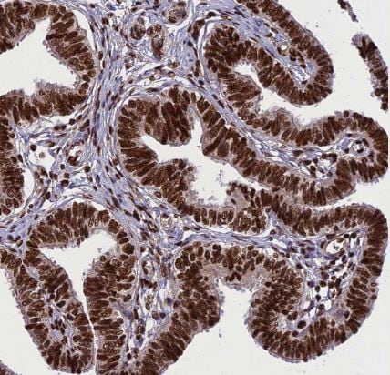 INO80E Antibody