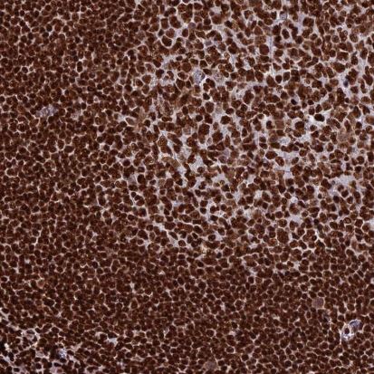 INO80E Antibody