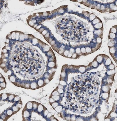 Cav1.3 Antibody
