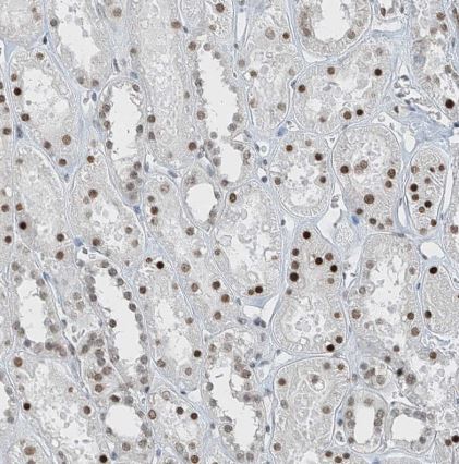 MCM9 Antibody