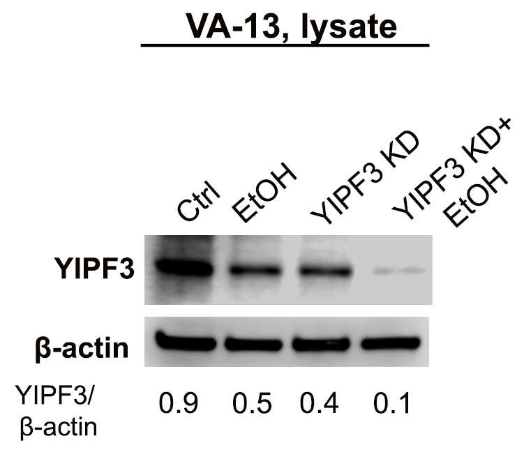 YIPF3 Antibody