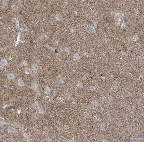 FAM162A Antibody