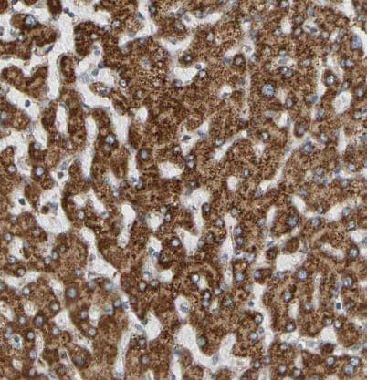 TRAP alpha Antibody