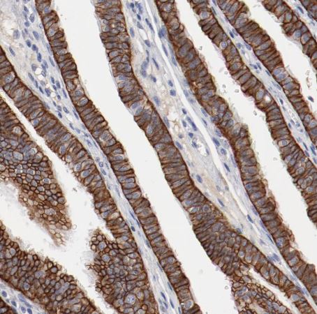 TSPAN6 Antibody