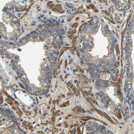 STAT2 Antibody