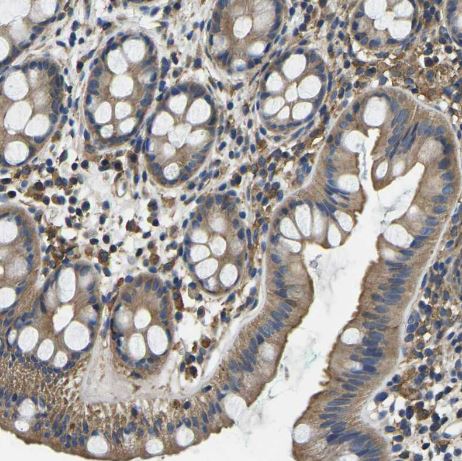 STAT2 Antibody