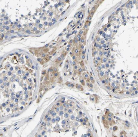 STAT2 Antibody