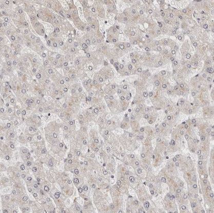 WRN Antibody