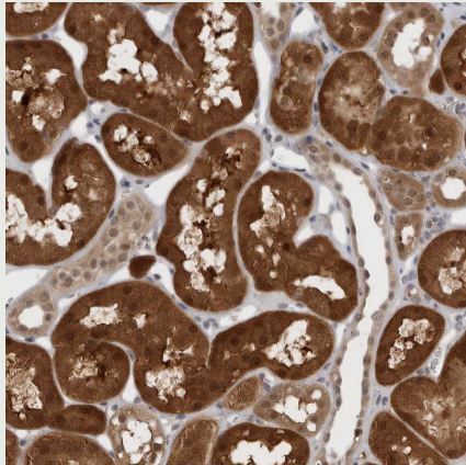 PNPO Antibody