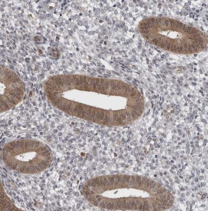 PNPO Antibody