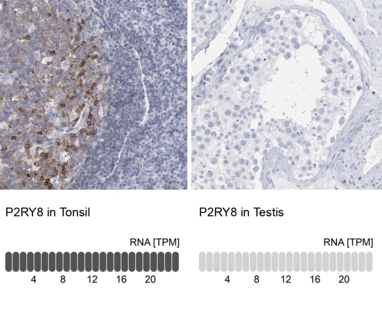 P2Y8 Antibody - BSA Free