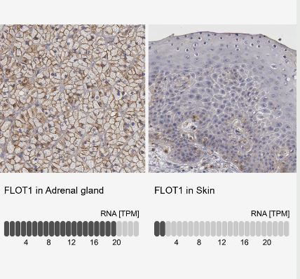 Flotillin-1 Antibody