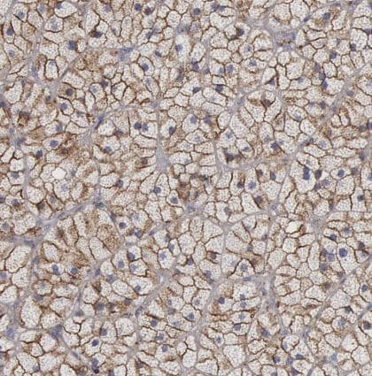Flotillin-1 Antibody