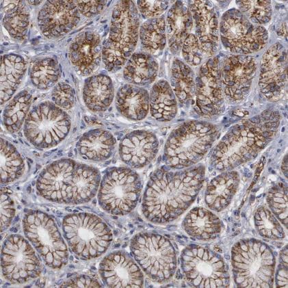 Flotillin-1 Antibody