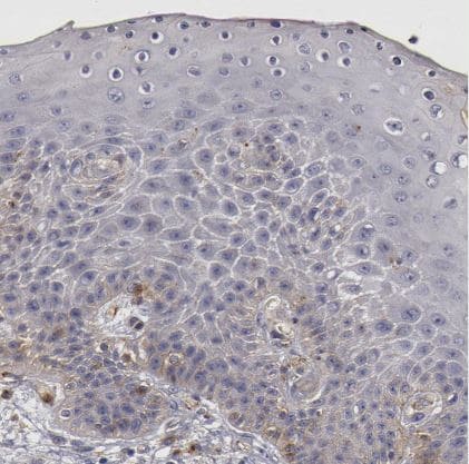 Flotillin-1 Antibody