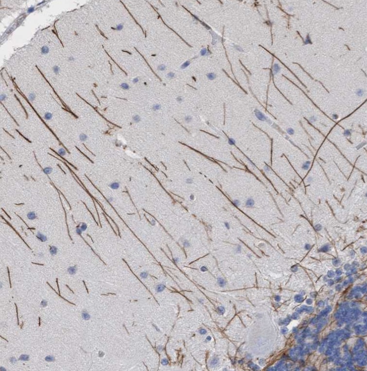 GPR39 Antibody - BSA Free