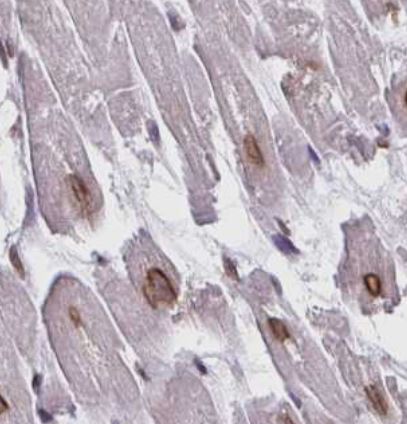 Emerin Antibody