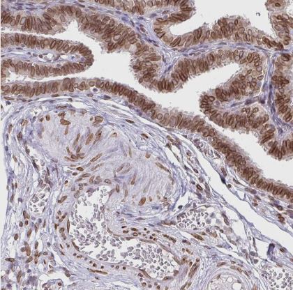 Emerin Antibody
