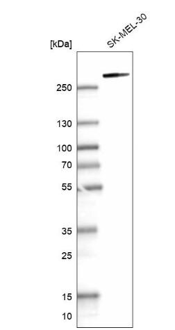 myosin X Antibody
