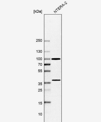 Ku80/XRCC5 Antibody - BSA Free
