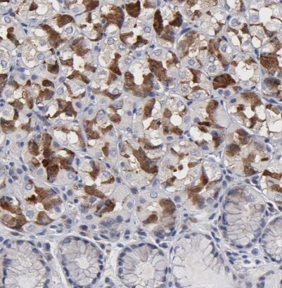 URB/CCD80 Antibody