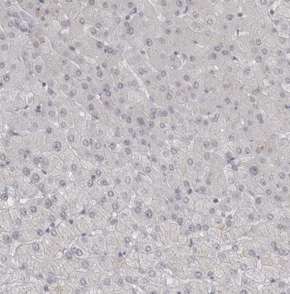 Th-POK Antibody