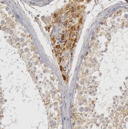 Complement C7 Antibody