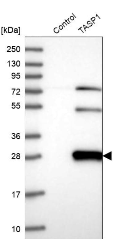 TASP1 Antibody - BSA Free