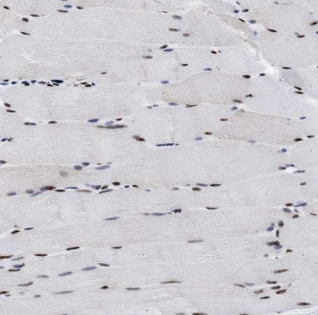 RBM8A Antibody