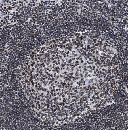 RBM8A Antibody