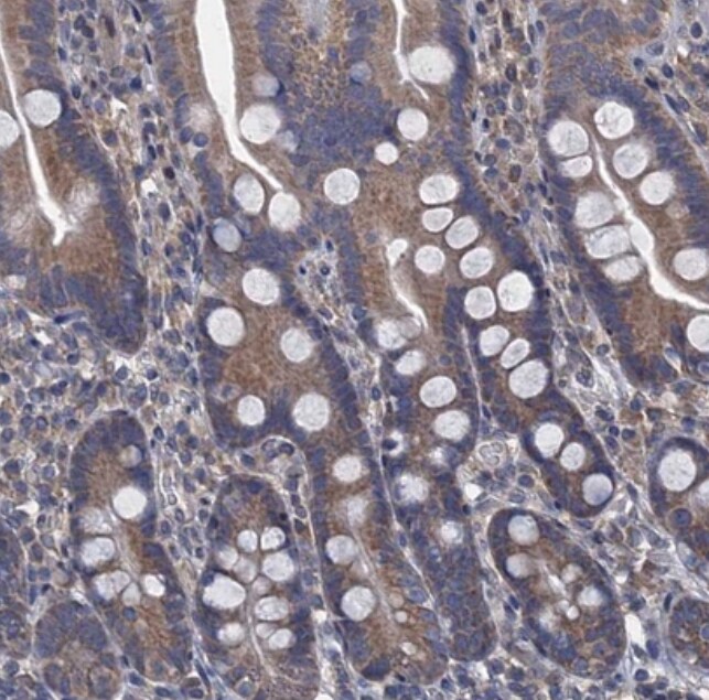 CTU2 Antibody - BSA Free