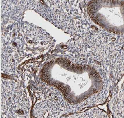 FAM118A Antibody - BSA Free
