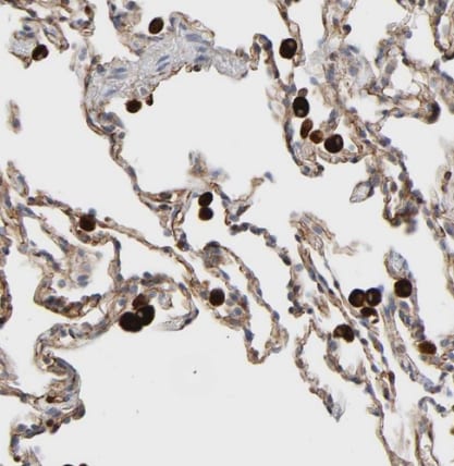 FAM118A Antibody - BSA Free