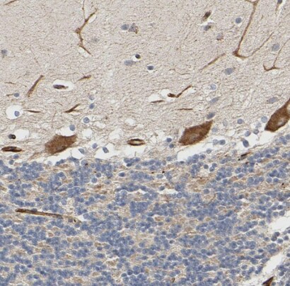 FAM118A Antibody - BSA Free
