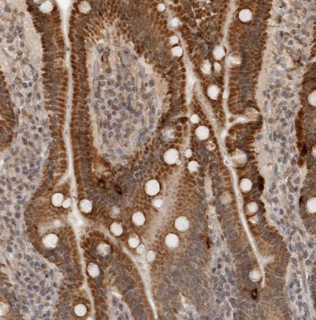 CLOCK Antibody