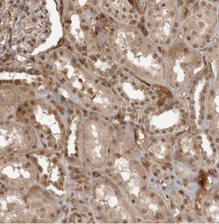 CLOCK Antibody