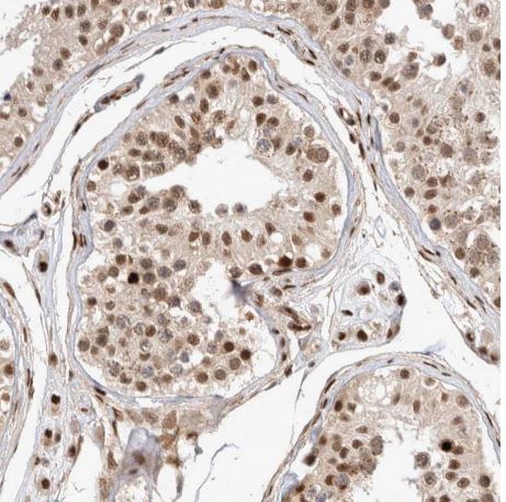 TCF4 Antibody