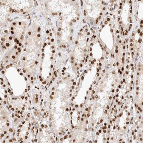 TCF4 Antibody