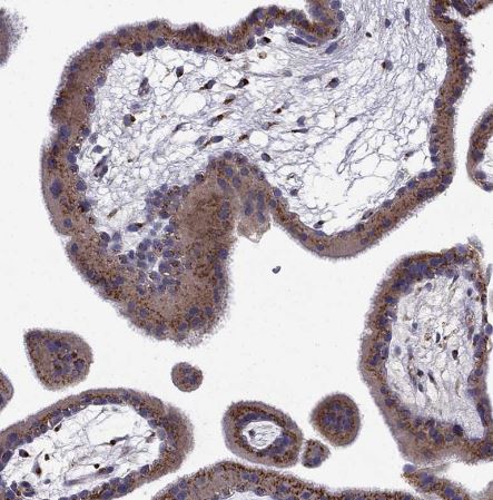 B4GALT7 Antibody