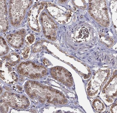 B4GALT7 Antibody