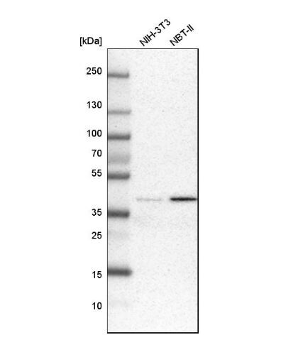 CIART Antibody CIART Antibody