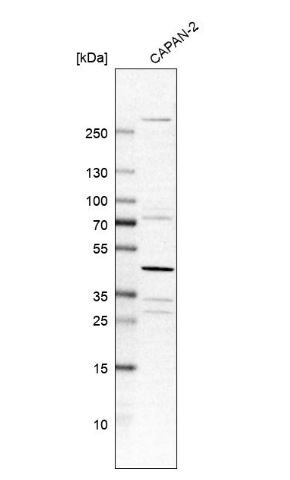 CIART Antibody
