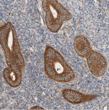 ARFGEF1 Antibody