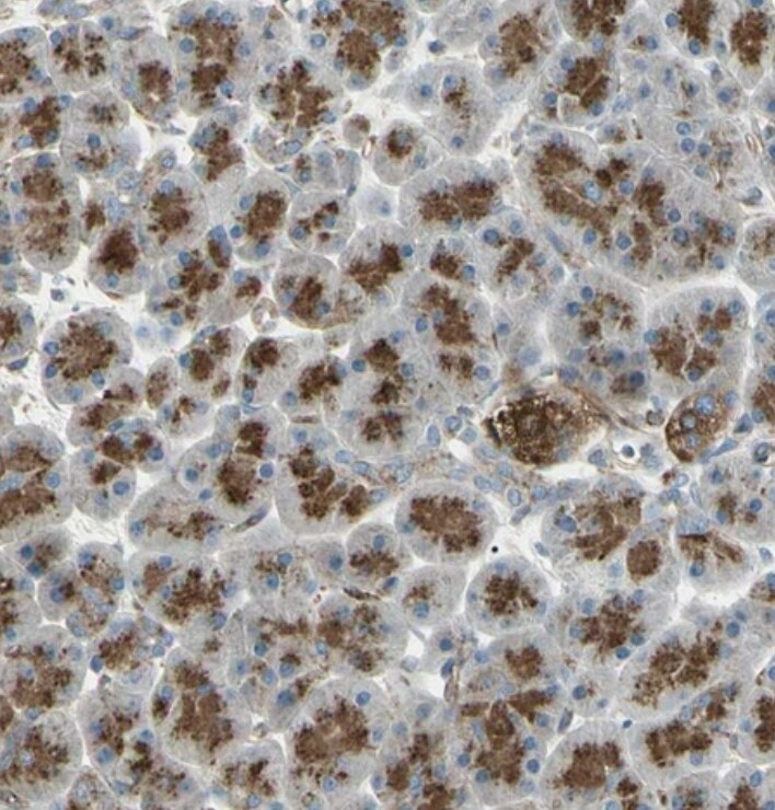 ATP6V1B2 Antibody - BSA Free
