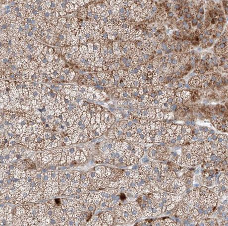 MRAP Antibody