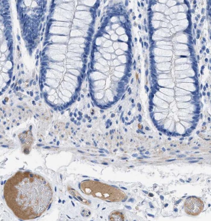 Apolipoprotein L1 Antibody - BSA Free