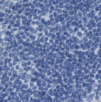 Apolipoprotein L1 Antibody - BSA Free