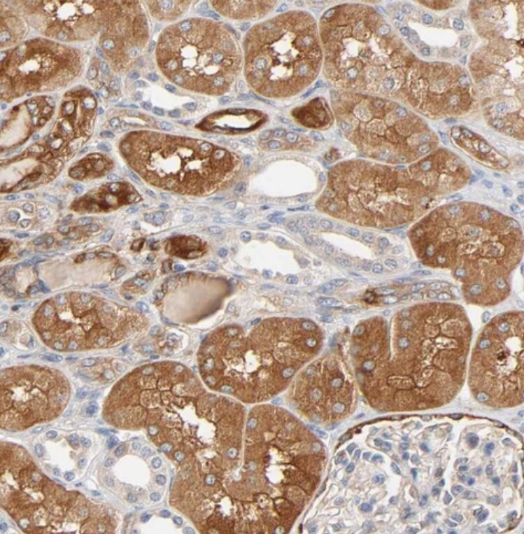 BIN1 Antibody - BSA Free